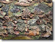 k�ra tropick�ho stromu