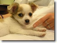 D�v�m se d�v�m