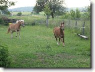 Eli�ko chy� si m�