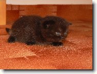 Britsk� �okol�dov�