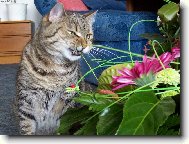 J� ty kytce d�m co proto!!!