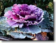 H���c� barvami