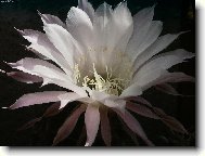 Jednodenn� kr�sa