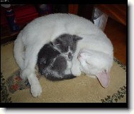 Dobrou noc a� v�s ble�ky �t�pou celou noc:-)