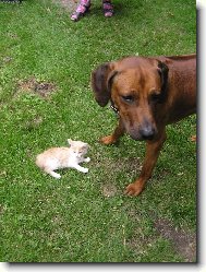 Tchibo(�ib��ek) a Lucky(pes)