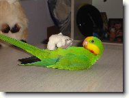 papouek ndhern
