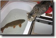 chyt�m - nechyt�m