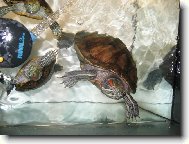 Vodn� �elvy pozuj�