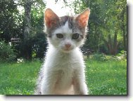 ko�i�ka Aninka sed� na �krabadle