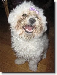 Zuby dv�ma �adami