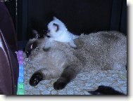 Britsk� colorpoint