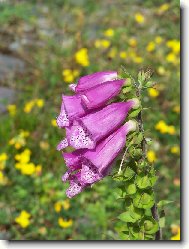 kyti�ka ze skotsk� vyso�iny