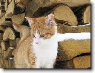 to b�l� studen� je co???