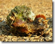 Mo�sk� nestv�rka