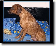 rhodesk� ridgeback