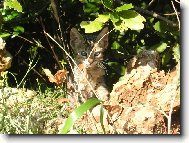 Toulav� ko�i�ka