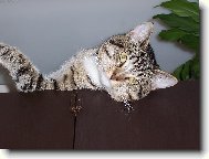 N� Mat�j��ek