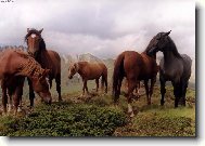 Koně v Dolomitech.