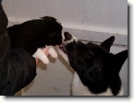 Ben�k se svou ps� m�mou