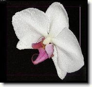 Orchidej zblízka