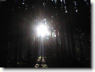 �ek�n� na medv�da