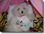 spink�m v post�lce