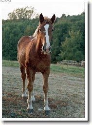 Pohled h��b�te