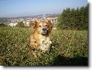 li��k u T�na nad Vltavou