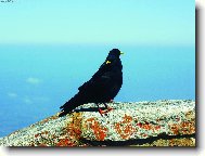 Pan a pan� Vr�novi :)