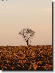 Opu�t�n� strom