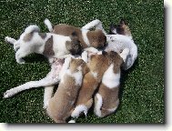 Beena krm� sv� hladov� d�ti