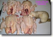 Fret�� �ranice