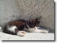 A e�te jedno kot�