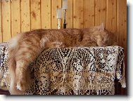 Baileys, sp�c� monarcha