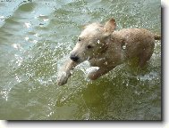 Miluju dovdn ve vod!