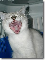 Zoubky jsem si p�ed span�m vy�istil :o)