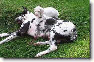 N�meck� doga