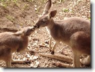 Pusinkuj�c� se klok�nci