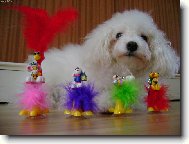 kamar�di - ne�iv�