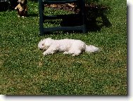 odpo��v�m jako pes