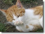 �istota p�l zdrav�