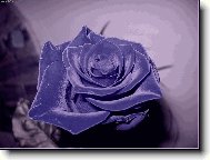 tak vypad� l�skov� r��e