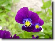 Mace�ka ze zahr�dky