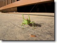 co ty ant�ny,slab� sign�l?