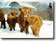 Highland, Skotsk� n�horn� skot