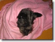 Dobrou noc, neru�it!