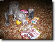 V�marsk� oha� Ax