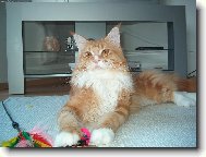 Mainsk� m�val� kocourek