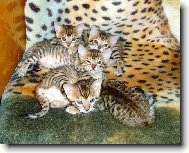 mali�kat� beng�lci