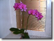 maminčina orchidej